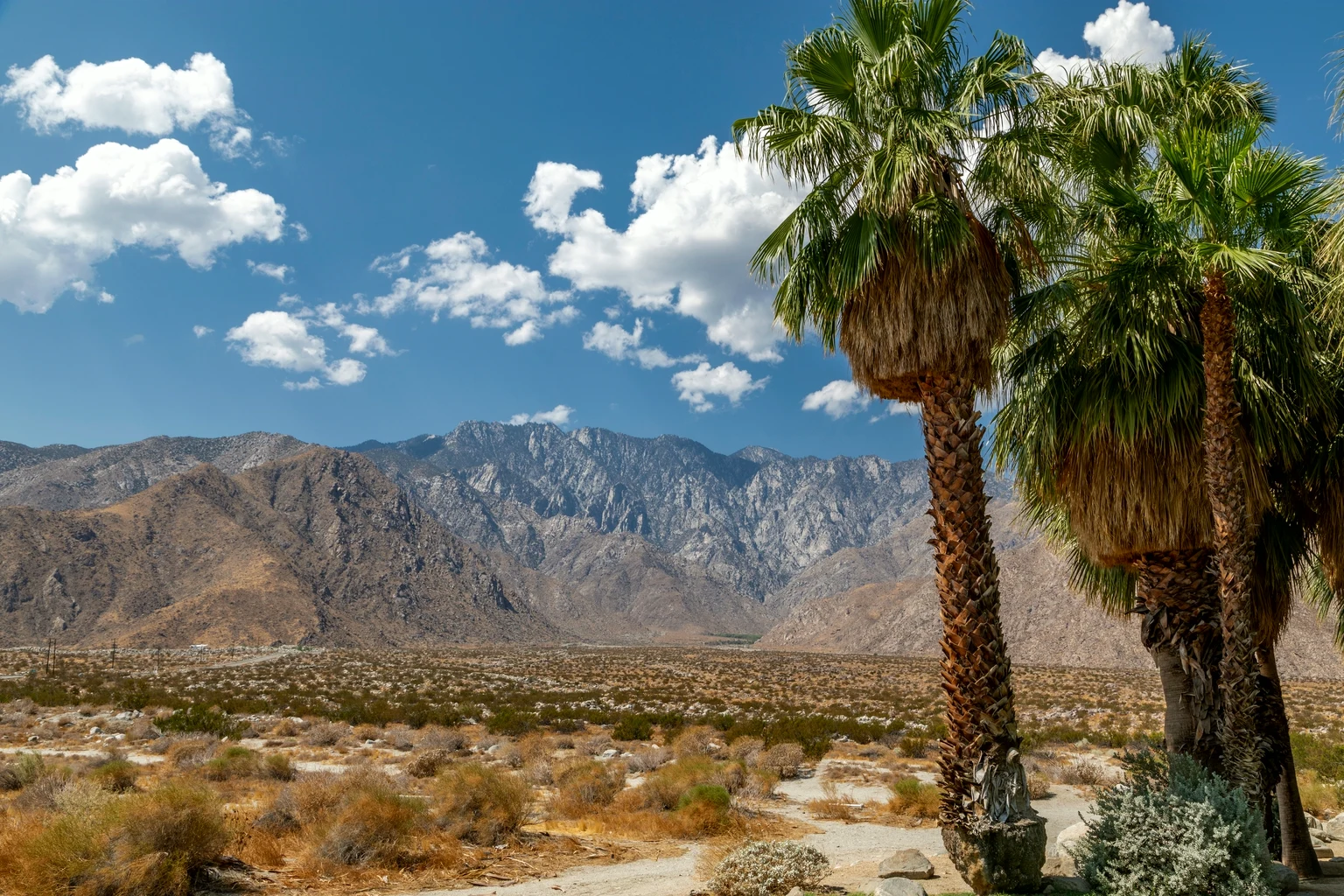 Desert palms and scrub in front of the San Jacinto Mountains near Palm Springs