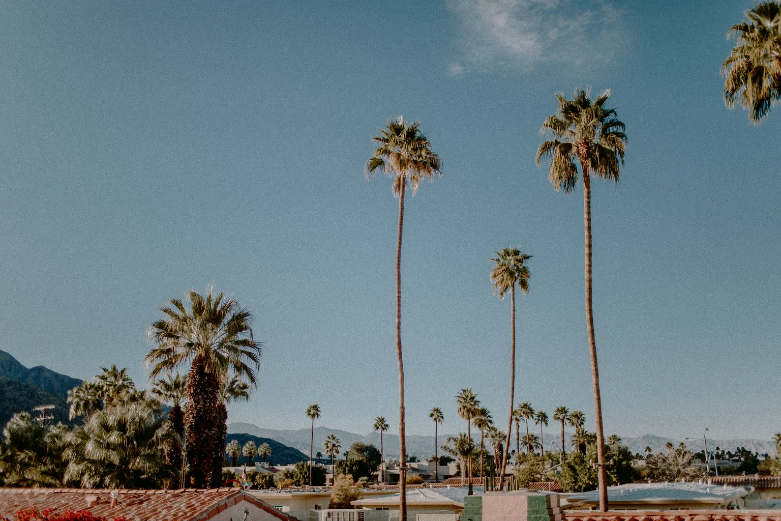 Tall fan palms over the low roofs of Palm Springs, the mountains behind under a clear sky