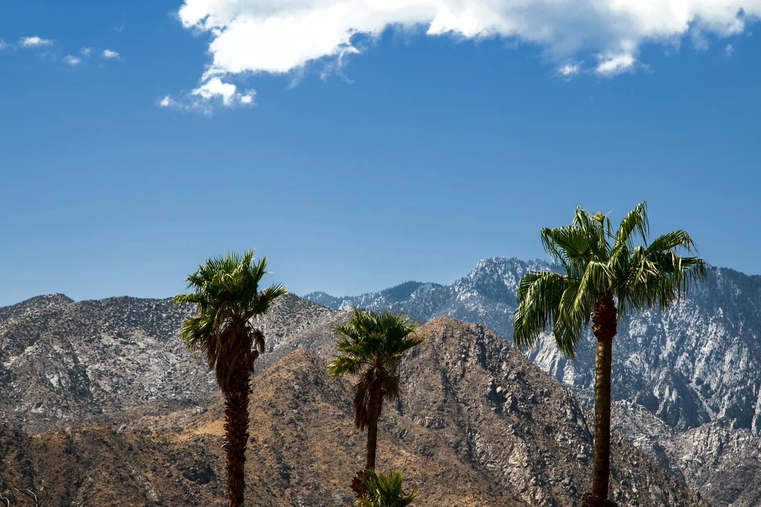 Fan palms against the San Jacinto Mountains above Palm Springs under a blue sky