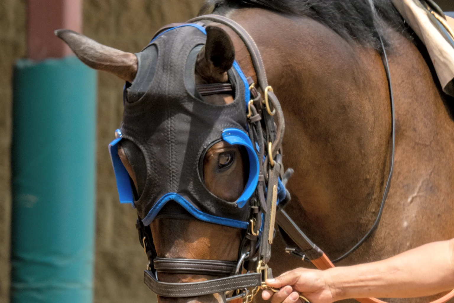 A bay racehorse in a blue-trimmed hood and blinkers, led on a lead rope by its handler