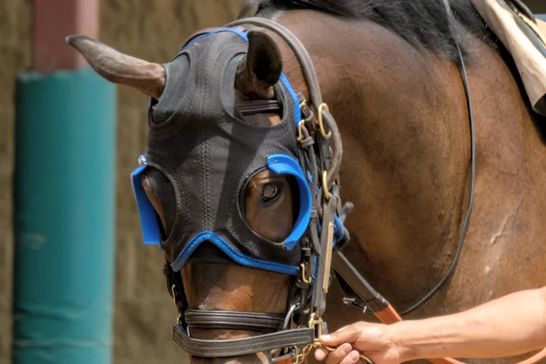 A bay racehorse in a blue-trimmed hood and blinkers, led on a lead rope by its handler
