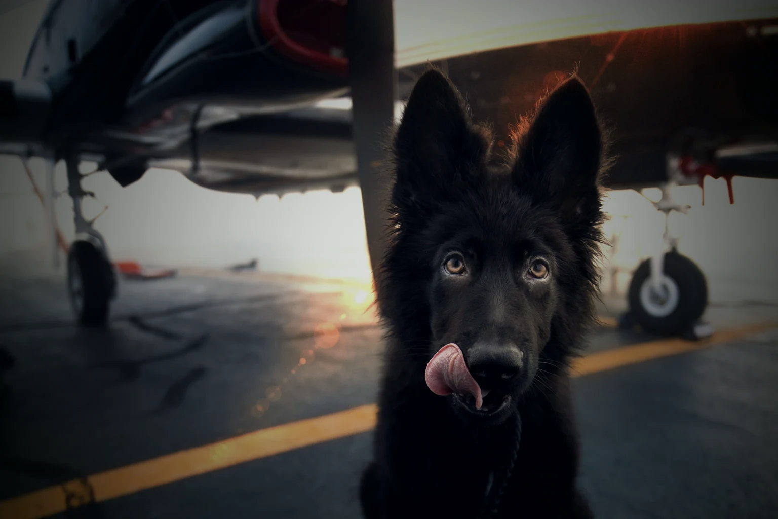 A black German Shepherd puppy on a lead on the ramp, under the wing of a private aircraft at sunset