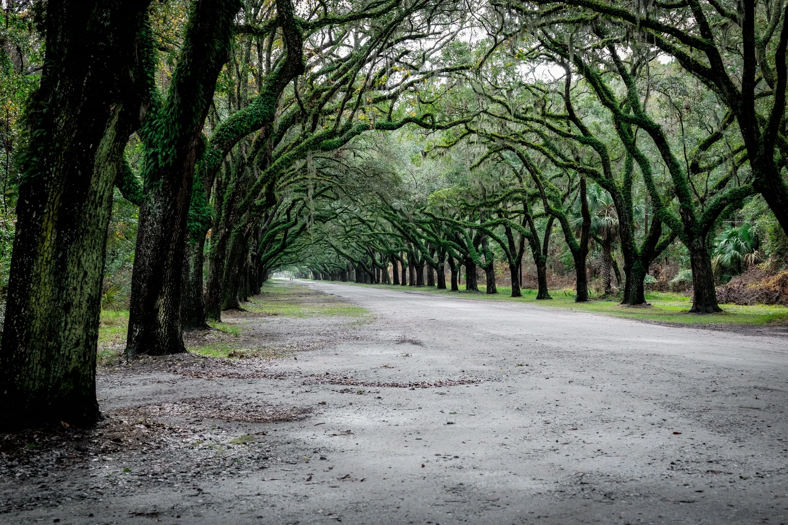 An avenue of live oaks hung with Spanish moss outside Savannah